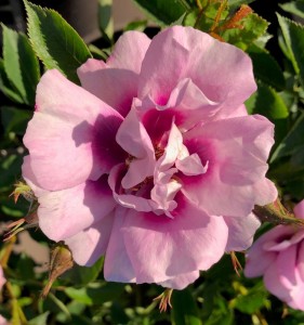 EASY ON THE EYES (floribunda)